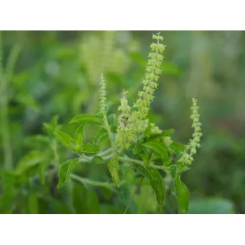 Dried Tulsi Leaves
